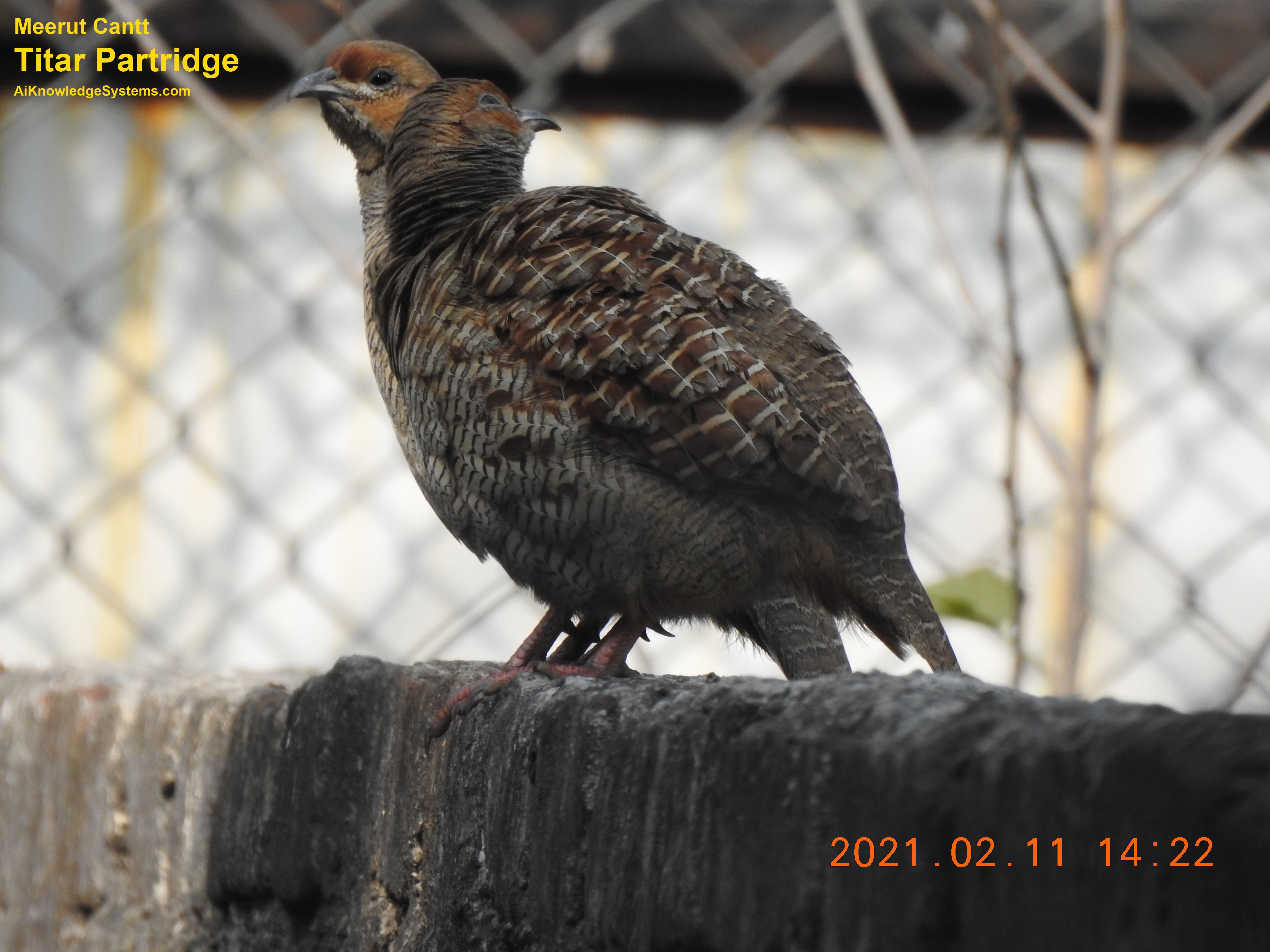 Titar Partridge (2) Coming Soon